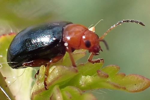 Réf. 360 253 : Podagrica fuscicornis